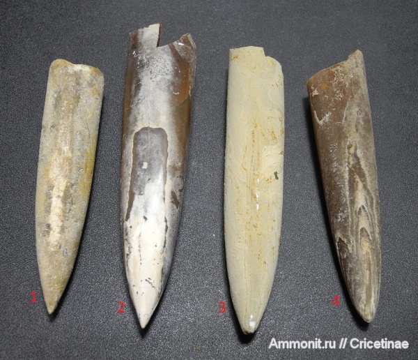 белемниты, belemnites