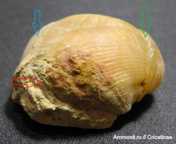 мшанки, Choristites, обрастание