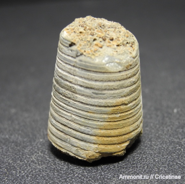 белемниты, belemnites