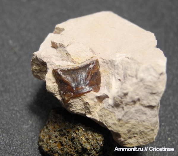 рыбы, зубы, Solenodus