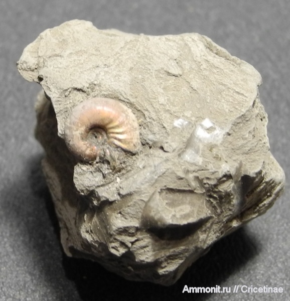 Cadochamoussetia, Cadoceratinae, Cardioceratidae