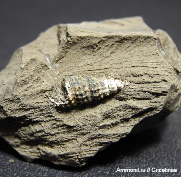 гастроподы, Cryptaulax protortilis