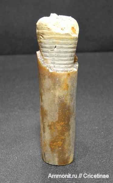 белемниты, belemnites