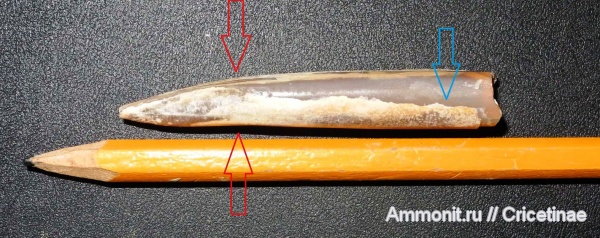 белемниты, belemnites