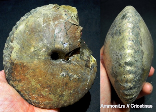 Chamoussetia, Cadochamoussetia, Cadoceratinae, Cardioceratidae, Cadochamoussetia uzhovkensis