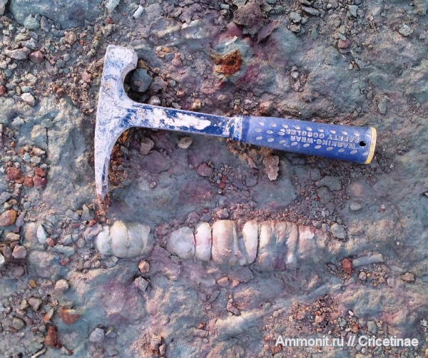 Endoceras, Endocerida