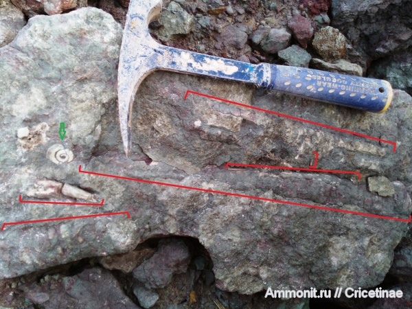 Endoceras, Endocerida