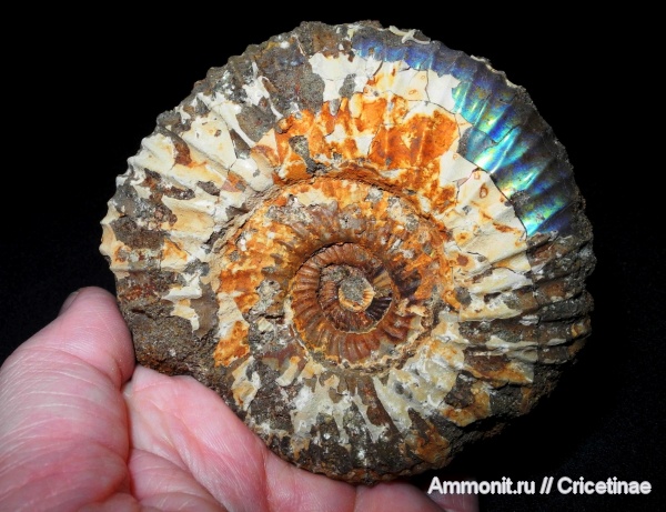 Epivirgatites, Epivirgatites variabilis