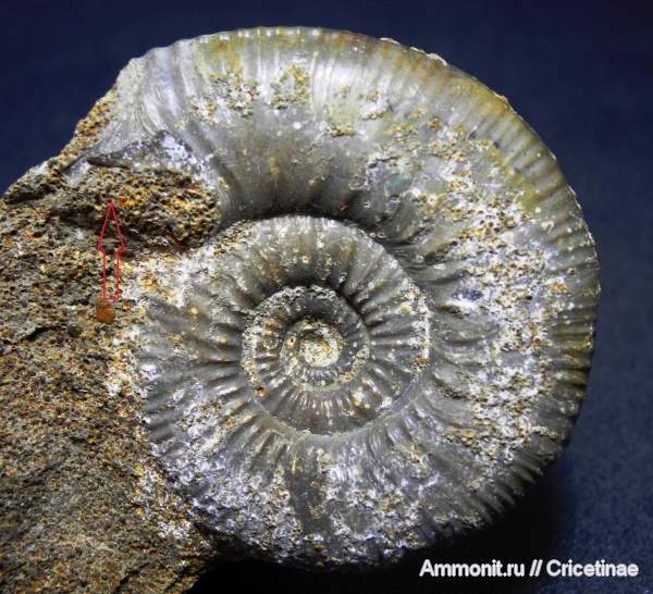 ушки, Anaplanulites