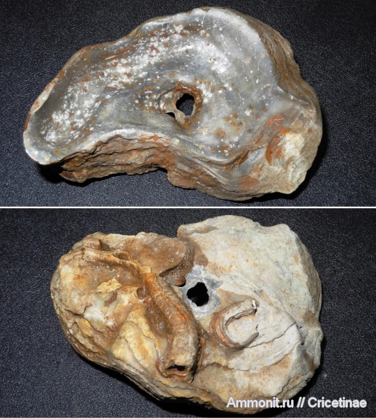 серпулы, устрицы, обрастание