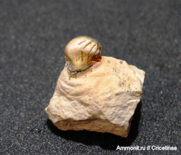 рыбы, зубы, Deltodus, Deltodus concha