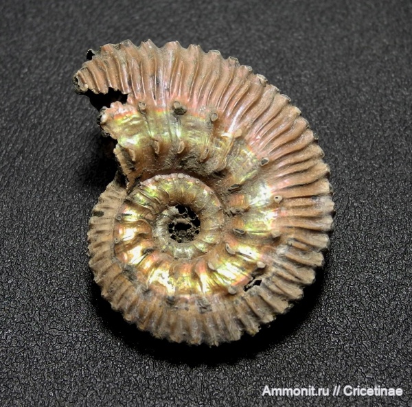 Kosmoceras, Kosmoceras fasciculatum