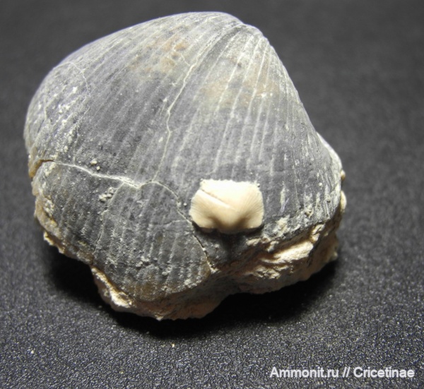 Choristites, обрастание