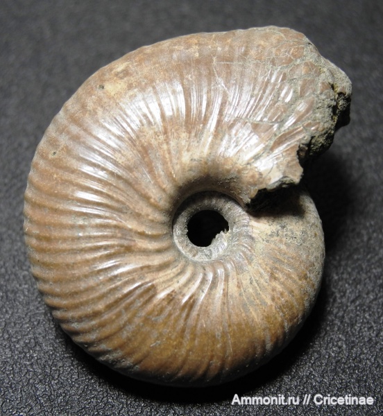 Funiferites, Funiferites patruus