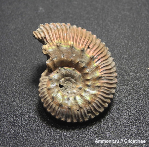 Kosmoceras, Kosmoceras fasciculatum