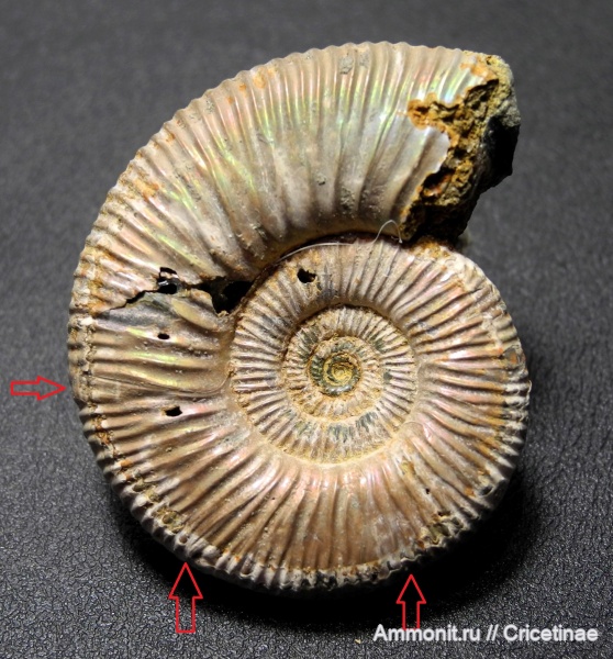 Binatisphinctes, Binatisphinctes rjasanensis