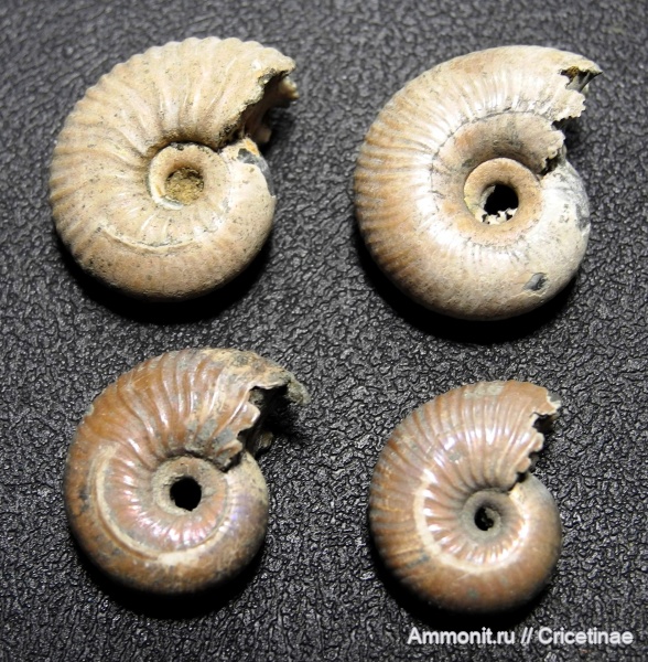 Funiferites, Eichwaldiceras