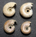 Funiferites и Eichwaldiceras (Novocadoceras)