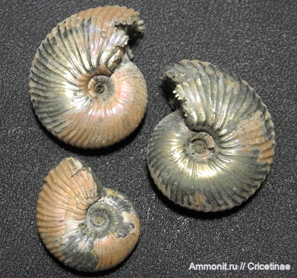 Funiferites, Pseudocadoceras, Funiferites patruus