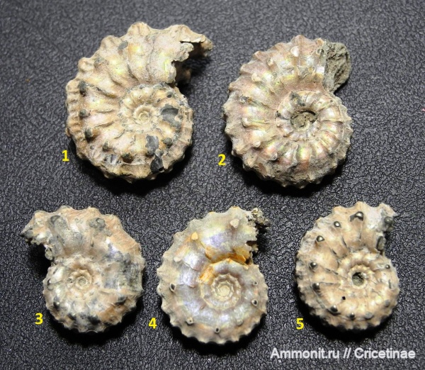 Kosmoceras, Kosmoceras gemmatum, Kosmoceras pollux, Kosmoceras ornatum