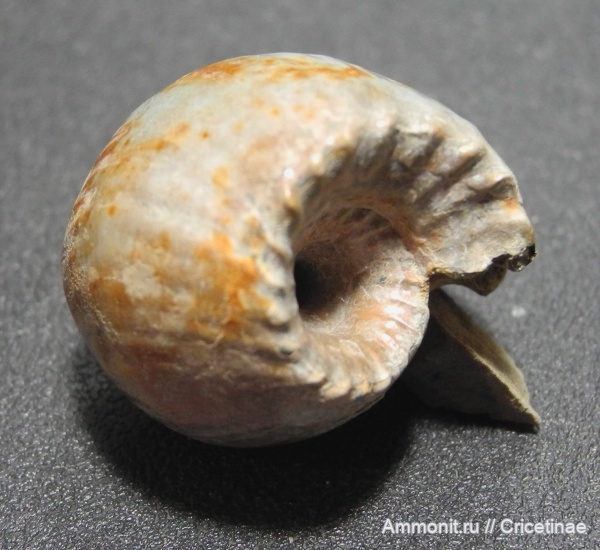 Erymnoceras, Erymnoceras doliforme