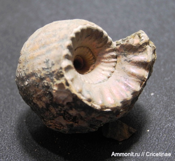 Erymnoceras, Erymnoceras doliforme