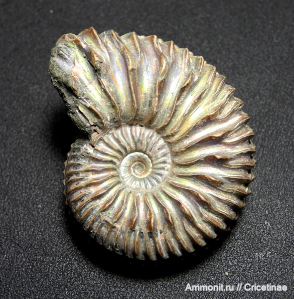 Cardioceras, Cardioceras quadrarium