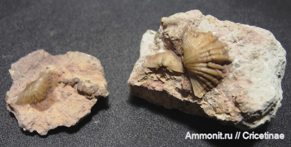 брахиоподы, Platystrophia putilovensis