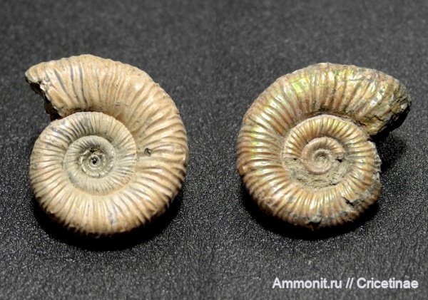 Binatisphinctes, Binatisphinctes mosquensis
