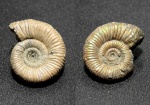 Binatisphinctes mosquensis