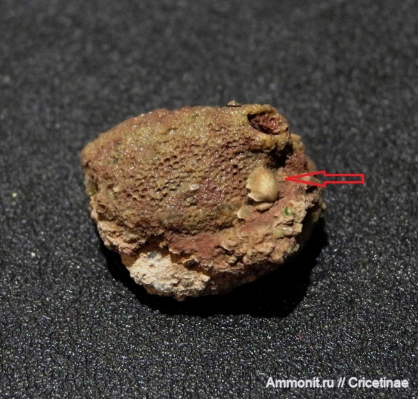 мшанки, Paurorthis parva