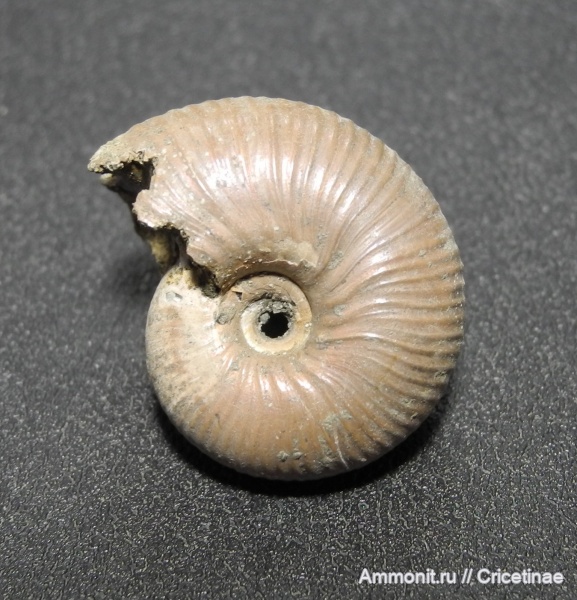 Funiferites, Funiferites patruus