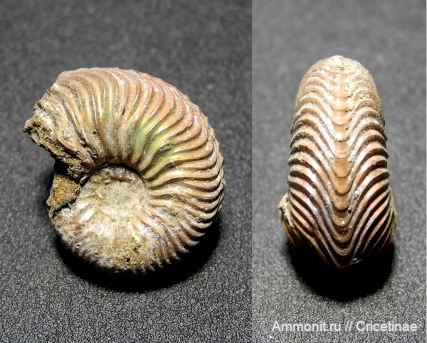 Goliathiceras, Goliathiceras goliathum