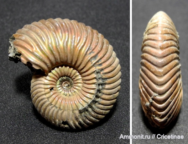 Quenstedtoceras, Quenstedtoceras henrici