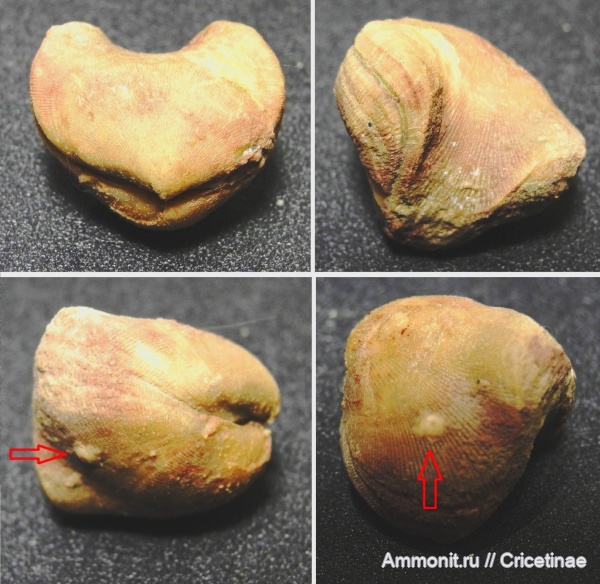 брахиоподы, обрастание, Porambonites reticulatus