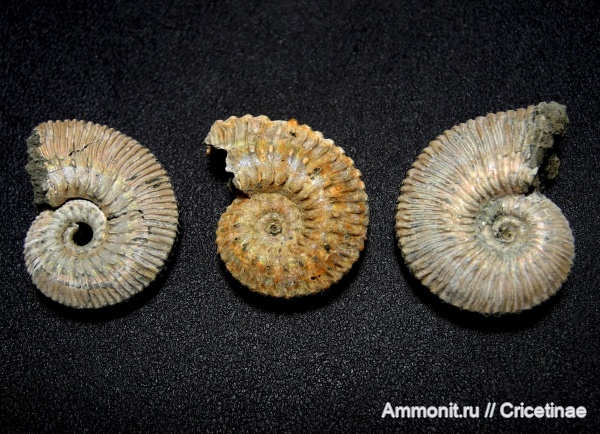 Kosmoceras, Kosmoceras posterior, Kosmoceras phaeinum, kosmoceras pollucinum