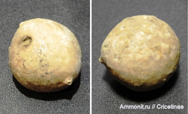 цистоидеи, морские пузыри, Echinosphaerites