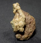 Холдфаст лилии