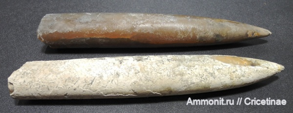 belemnites