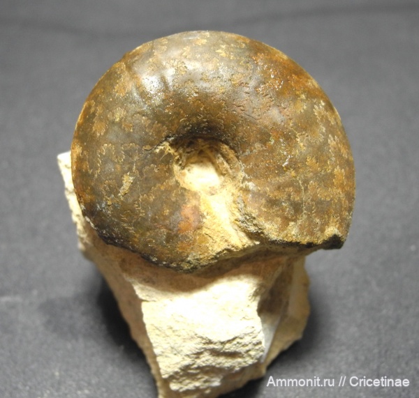 Craspedites, Craspedites nodiger