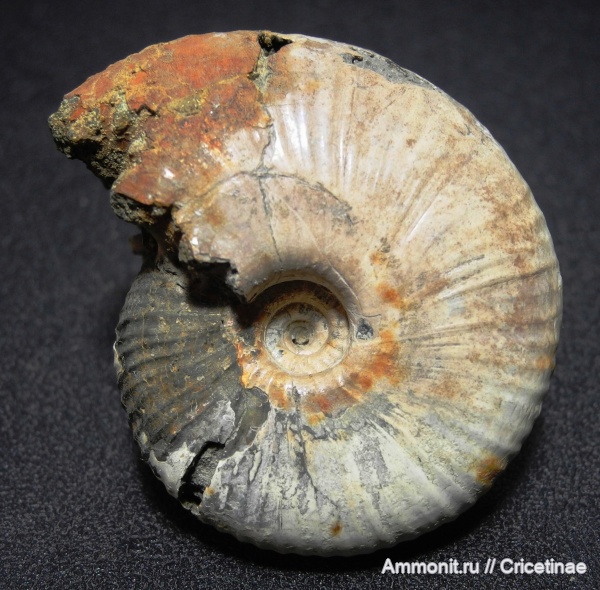 Funiferites, Funiferites allae