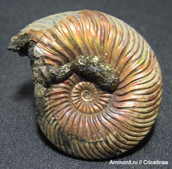 Quenstedtoceras, Quenstedtoceras lamberti