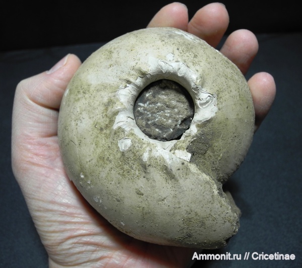 Cadoceras, Cadoceras stupachenkoi