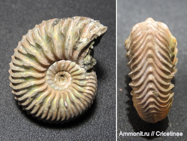 Cardioceras, Cardioceras quadrarium