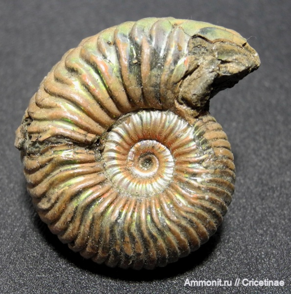 Vertumniceras, Vertumniceras mariae