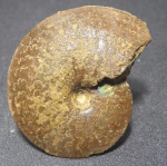 Garniericeras subclipeiforme