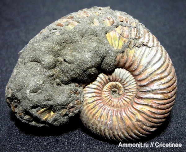 Quenstedtoceras, Quenstedtoceras lamberti