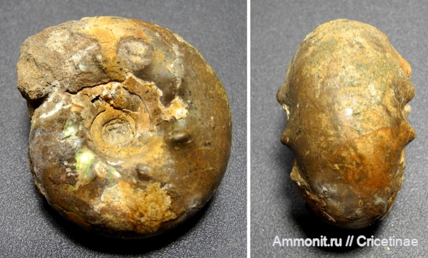 Craspedites, Craspedites milkovensis