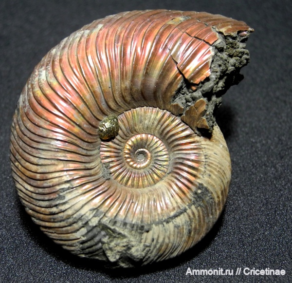 Quenstedtoceras, Quenstedtoceras lamberti