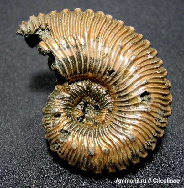 Kosmoceras, Kosmoceras duncani